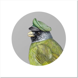 Collared Finchbill Posters and Art